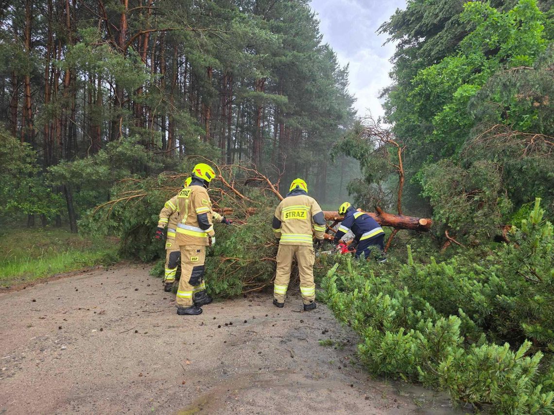 Pozywane dachy, powalone drzewa. Burza szalała nad powiatem włodawskim [ZDJĘCIA]