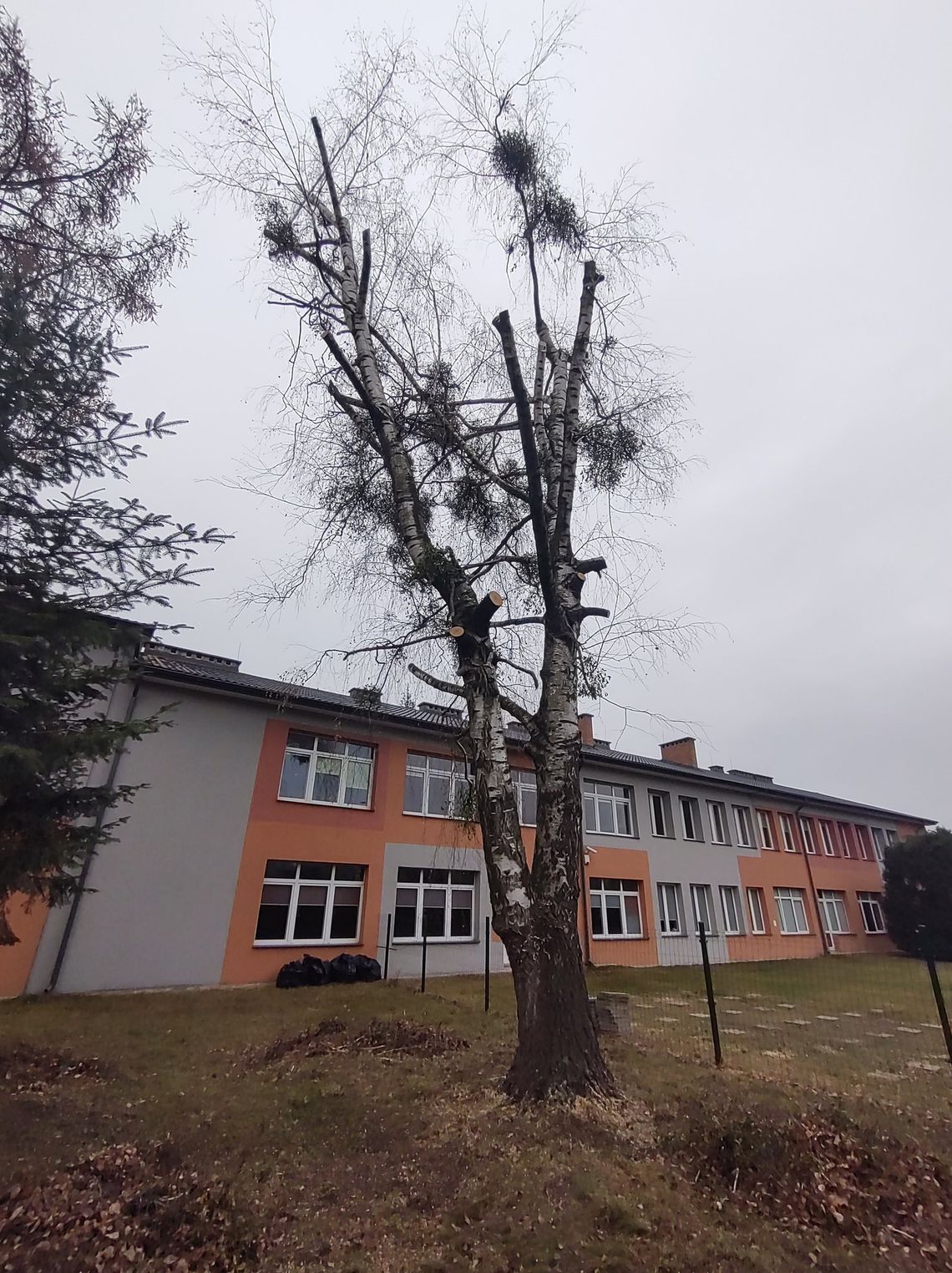 Włodawa. Prace pielęgnacyjne przy drzewach zakończone karami