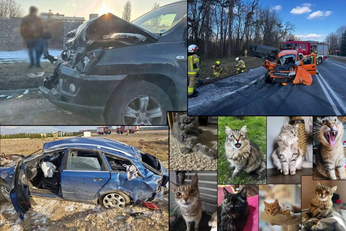 Przegląd informacji z 18 lutego 2025. Chełm, Krasnystaw, Włodawa Przegląd informacji z 18 lutego 2025. Chełm, Krasnystaw, Włodawa