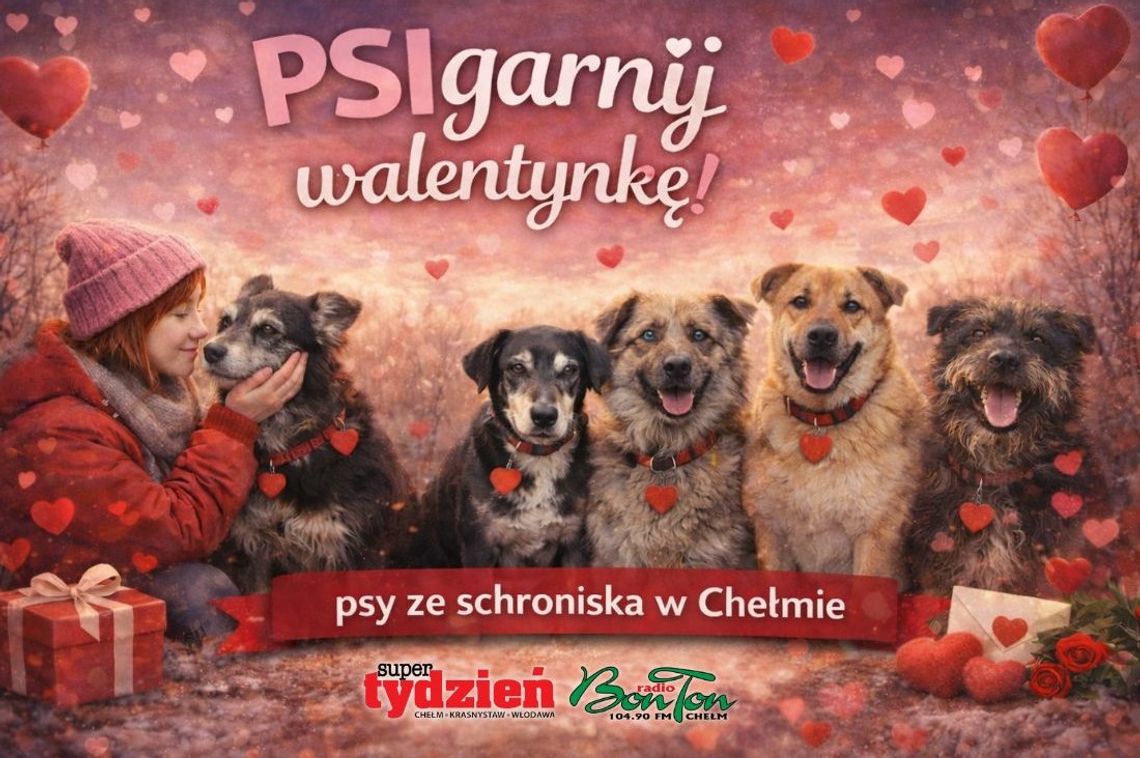 „PSIgarnij walentynkę”. Adopcja z sercem, ale przede wszystkim z głową. Te pieski czekają na Was w chełmskim schronisku [GALERIA ZDJĘĆ]