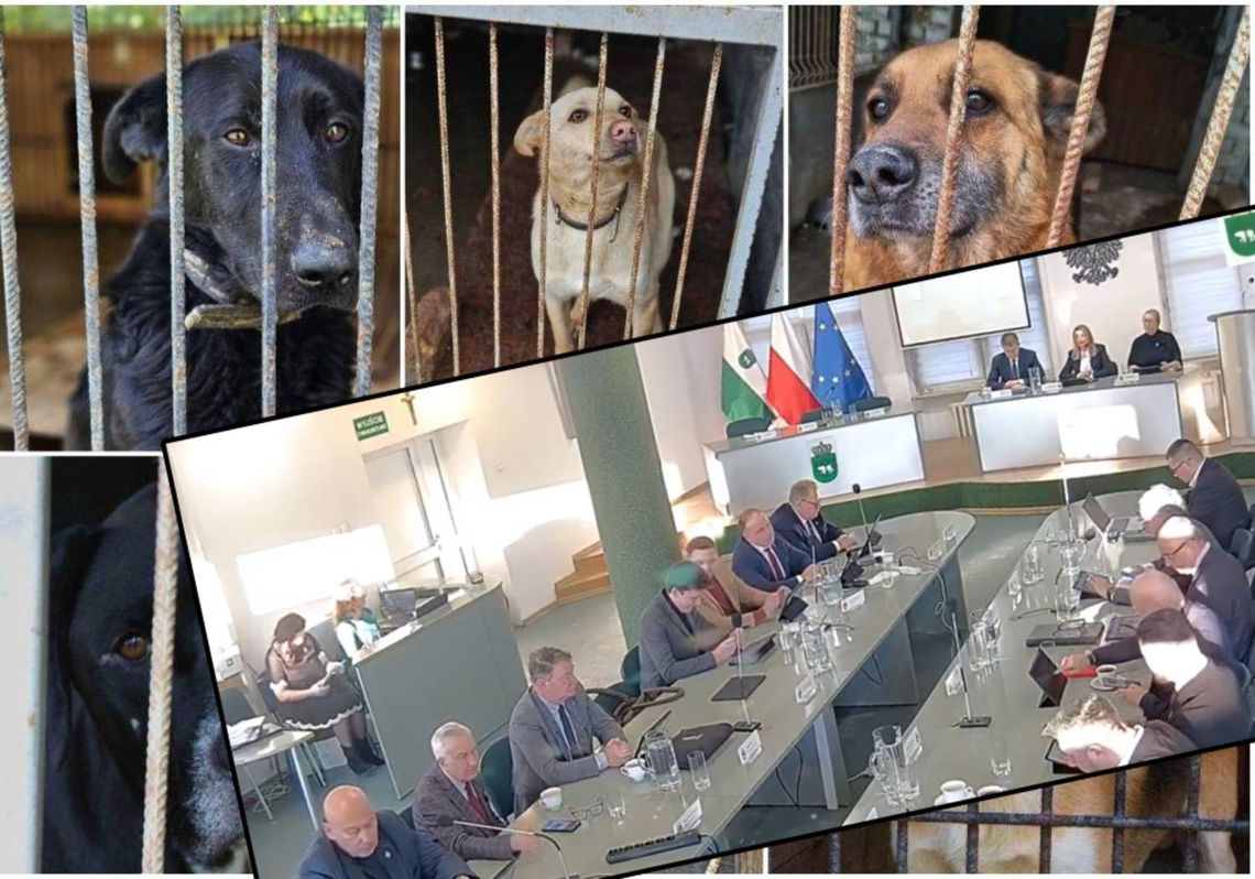 Psy na mrozie, pytania bez odpowiedzi, nagonka medialna i obrona administratora. Temat chełmskiego schroniska podczas obrad radnych Psy na mrozie, pytania bez odpowiedzi, nagonka medialna i obrona administratora. Temat chełmskiego schroniska podczas obrad radnych