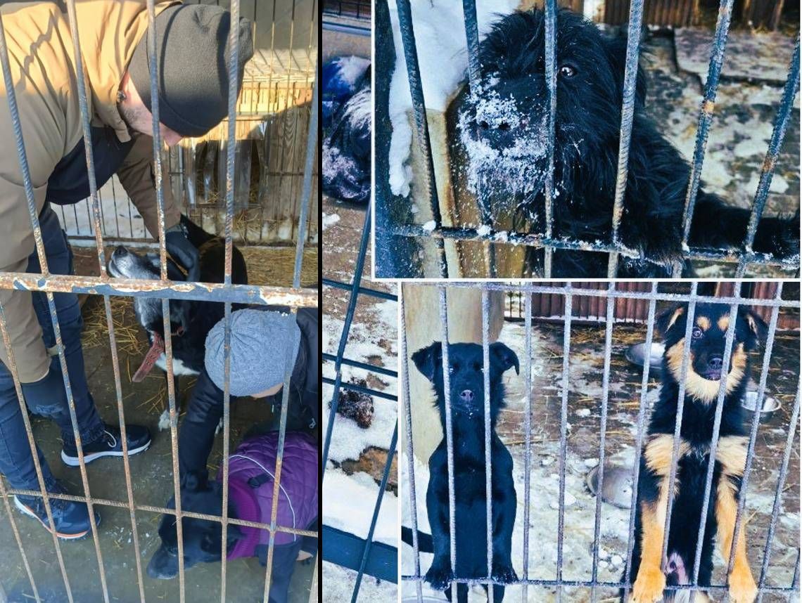 Radny apeluje o zmianę administrowania schroniskiem: Niech MPGK znów przejmie opiekę nad zwierzętami Radny apeluje o zmianę administrowania schroniskiem: Niech MPGK znów przejmie opiekę nad zwierzętami