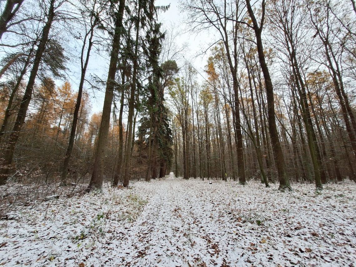 Region. Kontrowersyjne wycinki, czyli jak pogodzić obywateli z leśnikami?