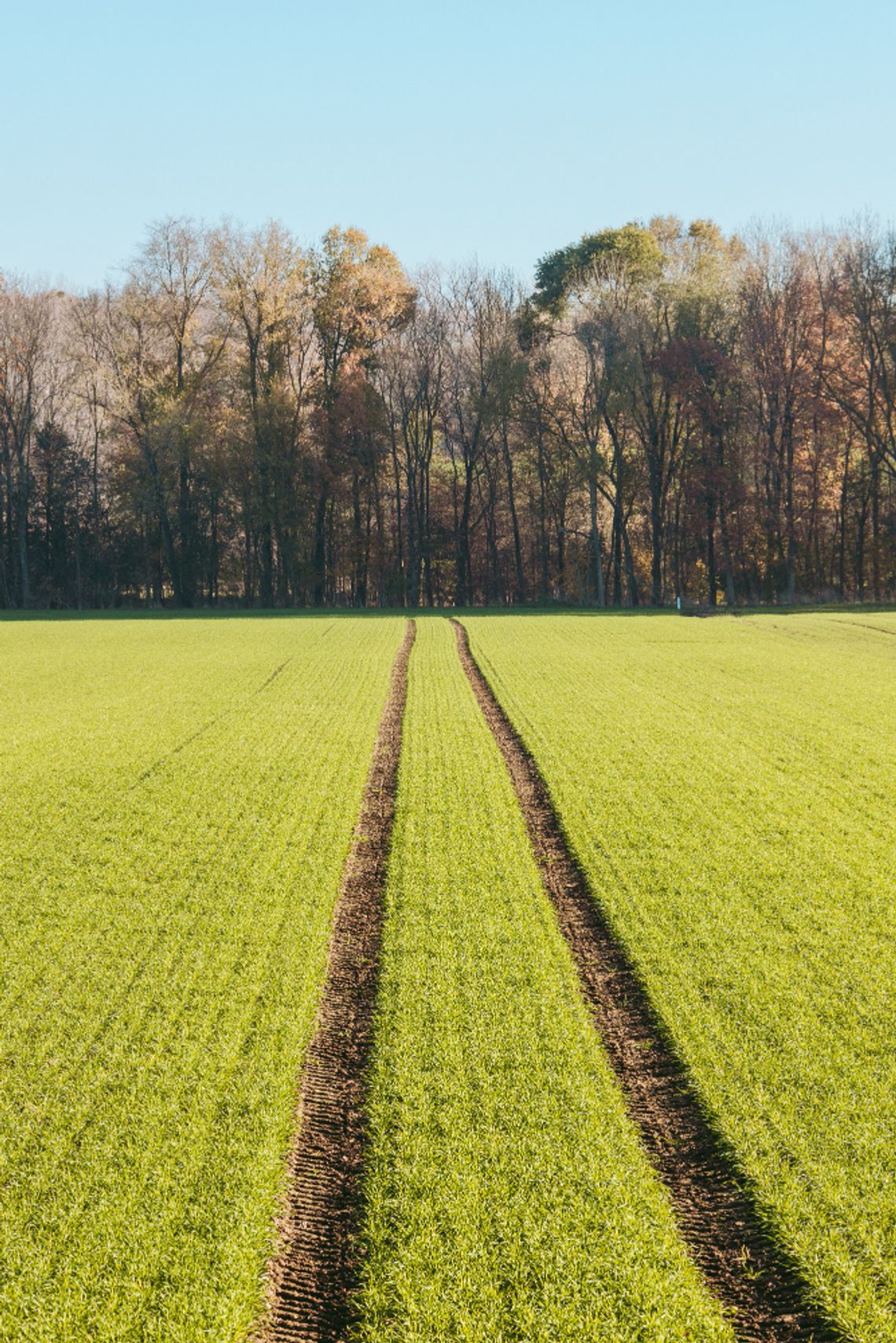 Region. Synergia na polu. Rolnik i myśliwy w walce o plony Rozpoczyna się jeden z najważniejszych momentów w rolniczym kalendarzu – wiosenne zasiewy. Dla wielu gospodarzy jest to jednak również czas niepokoju. Świeżo obsiane pola i plantacje stanowią atrakcyjne źródło pożywienia dla dzikich zwierząt, przede wszystkim dzików.