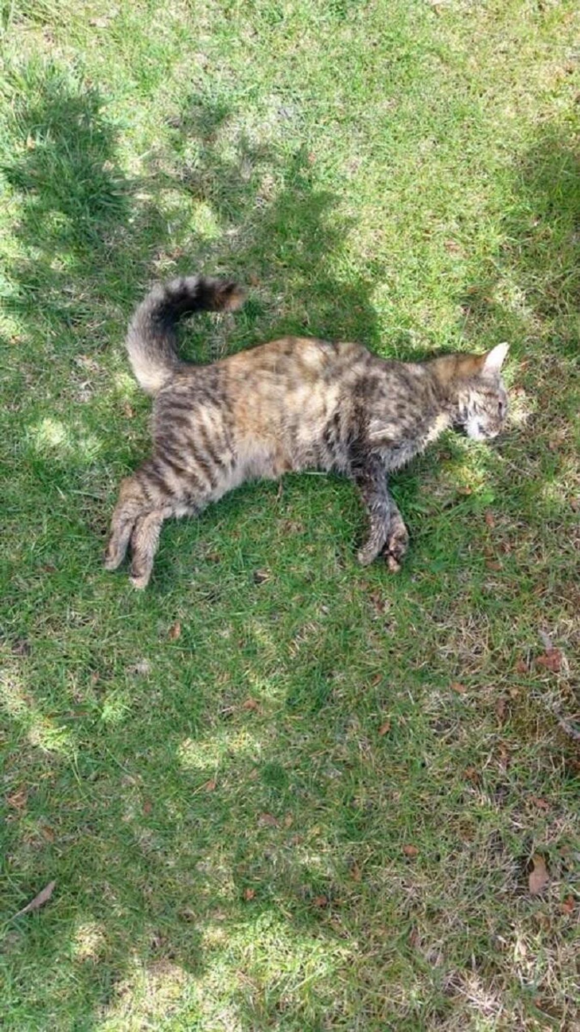 Niepokojące pytanie rozgrzewa lokalną opinię publiczną od kilku tygodni. Na osiedlowych trawnikach i w pobliżu budynków znajdowane są kolejne padłe zwierzęta i nie wiadomo do końca, jakie czynniki decydują o ich nagłej śmierci. Jedni uważają, że są systematycznie podtruwane.