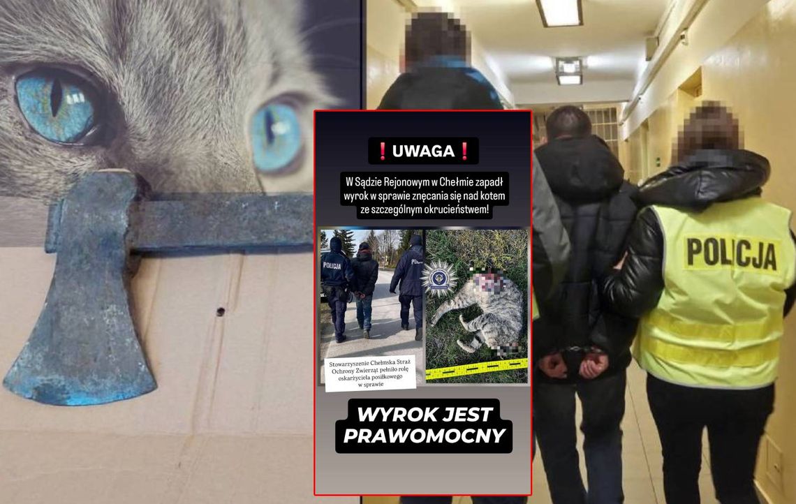 Rok więzienia za bestialstwo w Kozie-Gotówce. Nie ma litości dla oprawcy kota [ZDJĘCIA]