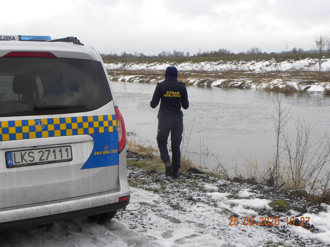 Roztopy pod kontrolą. Jaki jest stan rzeki Wieprz w Krasnymstawie? Roztopy pod kontrolą. Jaki jest stan rzeki Wieprz w Krasnymstawie?