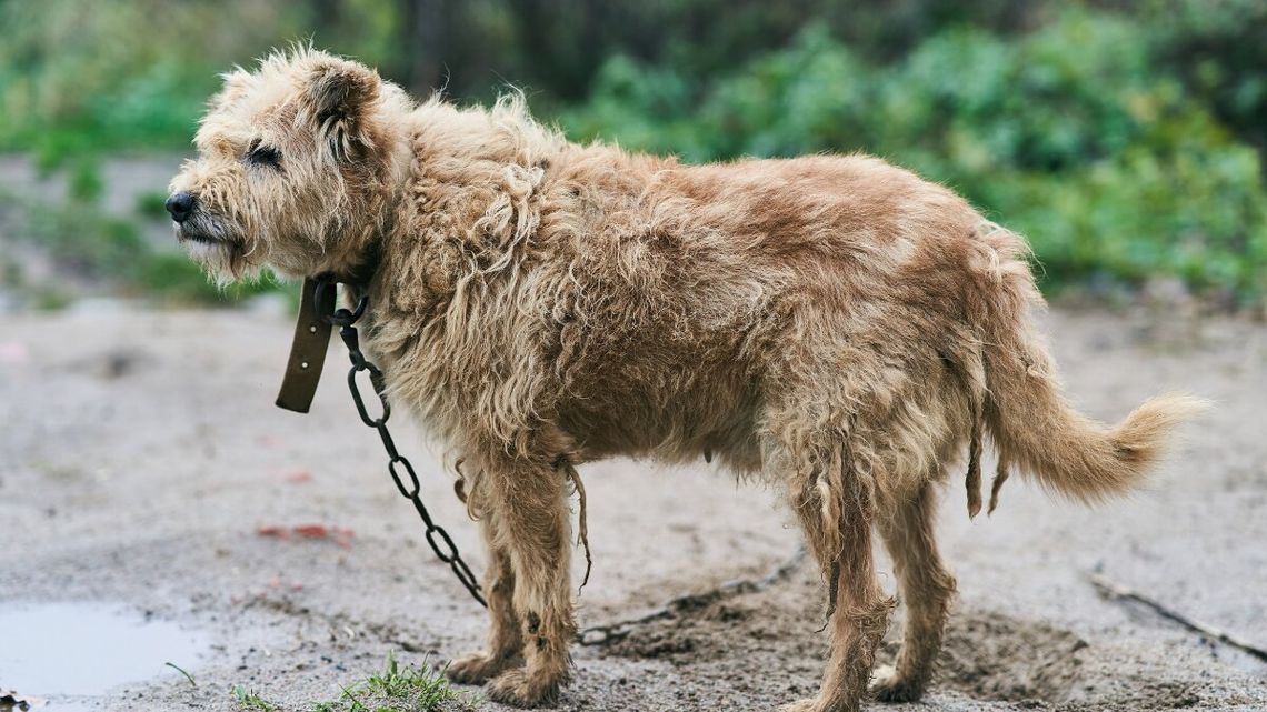 Rząd dogadał się z prezydentem. Rewolucja dla właścicieli psów już o krok Rząd dogadał się z prezydentem. Rewolucja dla właścicieli psów już o krok