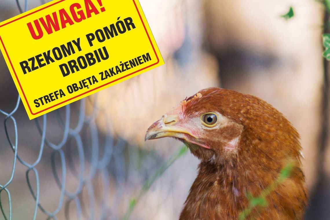 Rzekomy pomór drobiu w powiecie chełmskim. Martwe gołębie znaleziono przy lesie Marysin w gminie Rejowiec i Ludwinów w gminie Chełm znalazły się w strefie objętej zakażeniem rzekomym pomorem drobiu. Powiatowa Lekarz Weterynarii w Chełmie wprowadziła nakazy i zakazy, które mają ograniczyć ryzyko rozprzestrzeniania się wirusa. Obowiązki dotyczą m.in. hodowców drobiu.