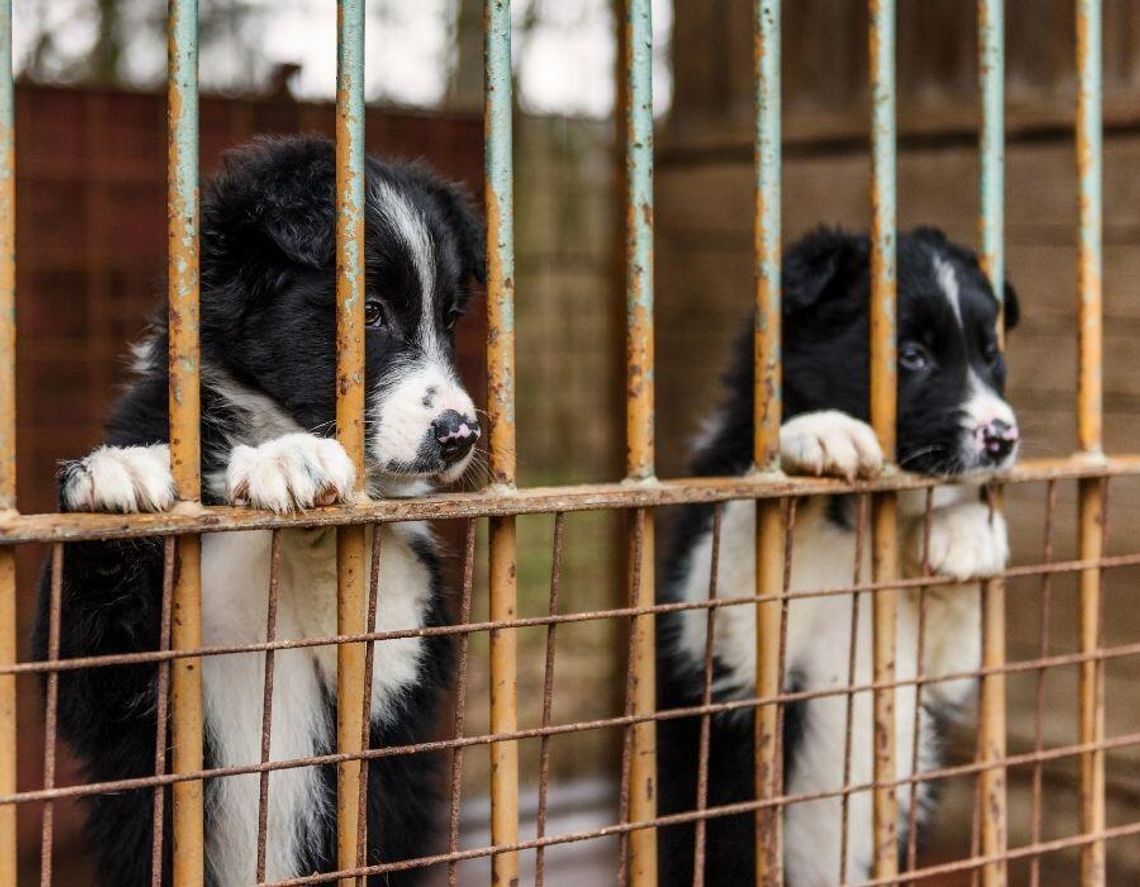 Schronisko w Chełmie pod presją. Po spotkaniu są zapowiedzi zmian, ale wątpliwości nie znikają