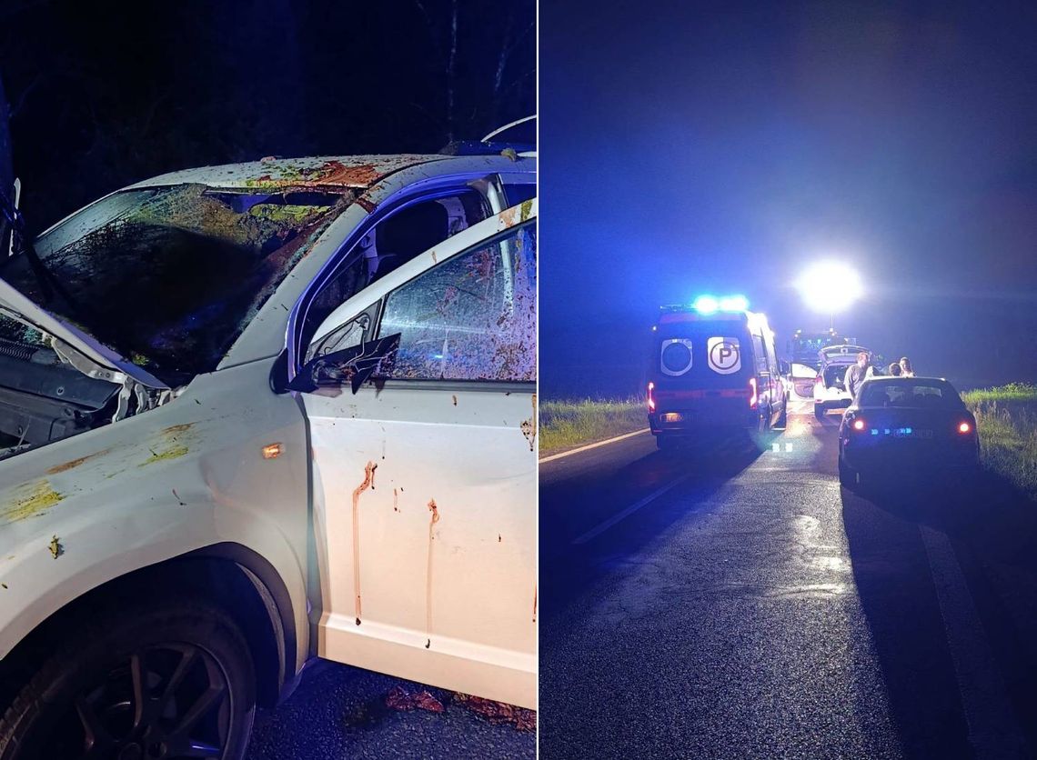 Seria niebezpiecznych kolizji ze zwierzętami w powiecie włodawskim. Policja apeluje o ostrożność Seria niebezpiecznych kolizji ze zwierzętami w powiecie włodawskim. Policja apeluje o ostrożność