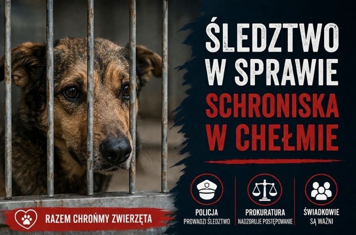 Śledztwo w sprawie schroniska w Chełmie. Prokuratura i policja badają doniesienia o znęcaniu się nad zwierzętami