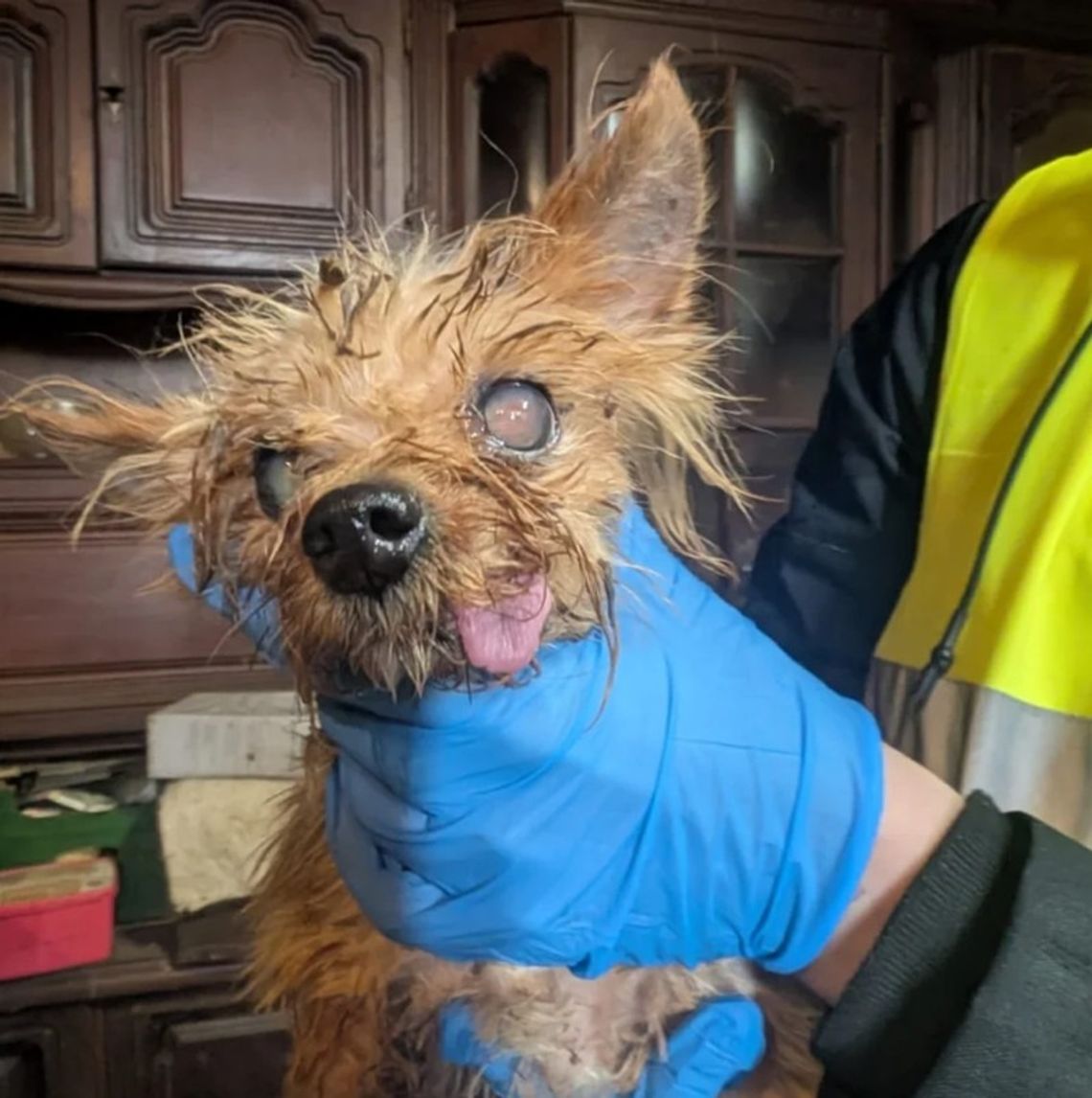 Smród, brud, koszmar maltańczyków. Starsza pani tak hodowała psy [ZDJĘCIA]