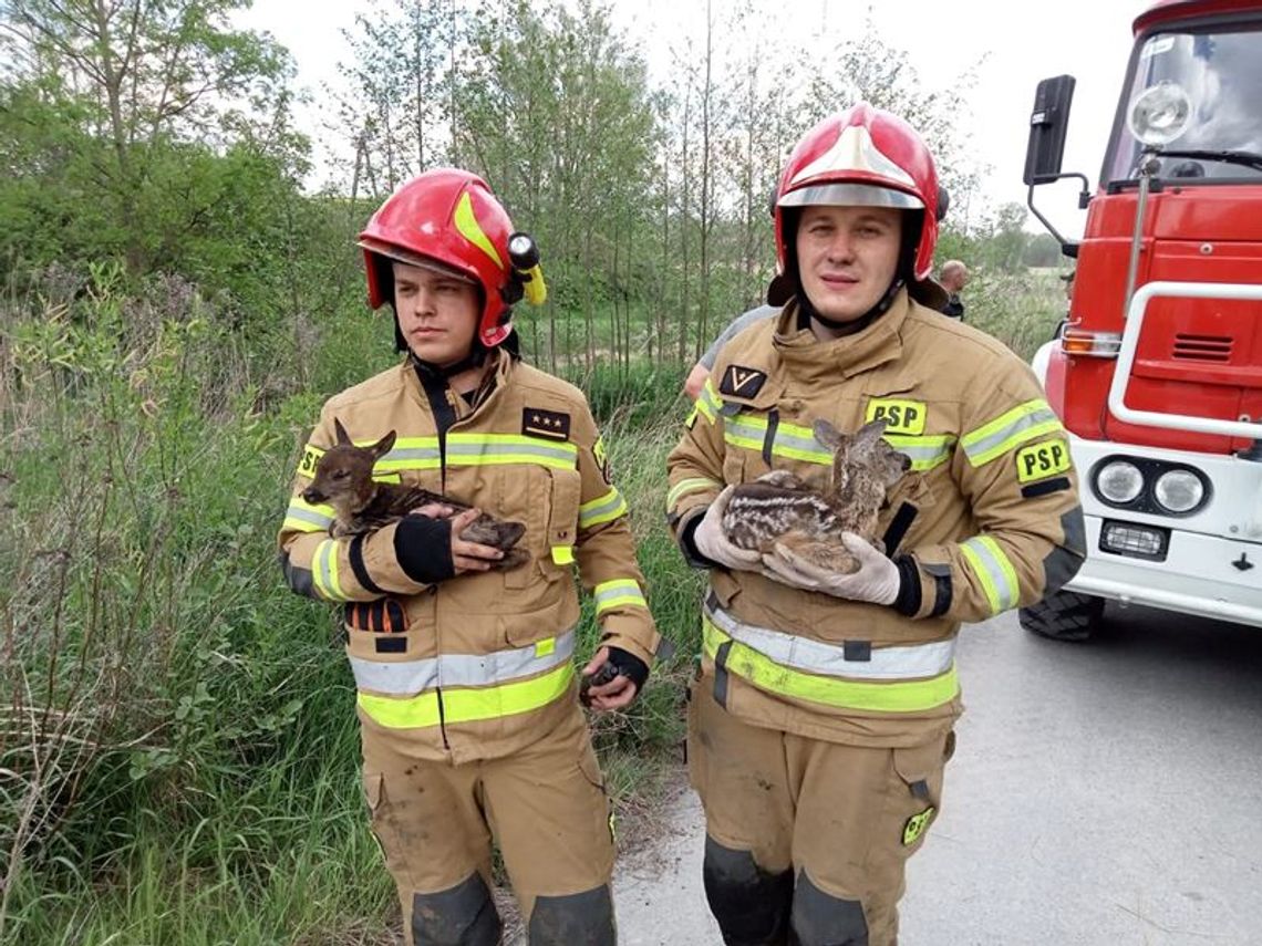 Spłonęło 10 hektarów nieużytków, strażacy uratowali kilkudniowe sarenki [ZDJĘCIA]