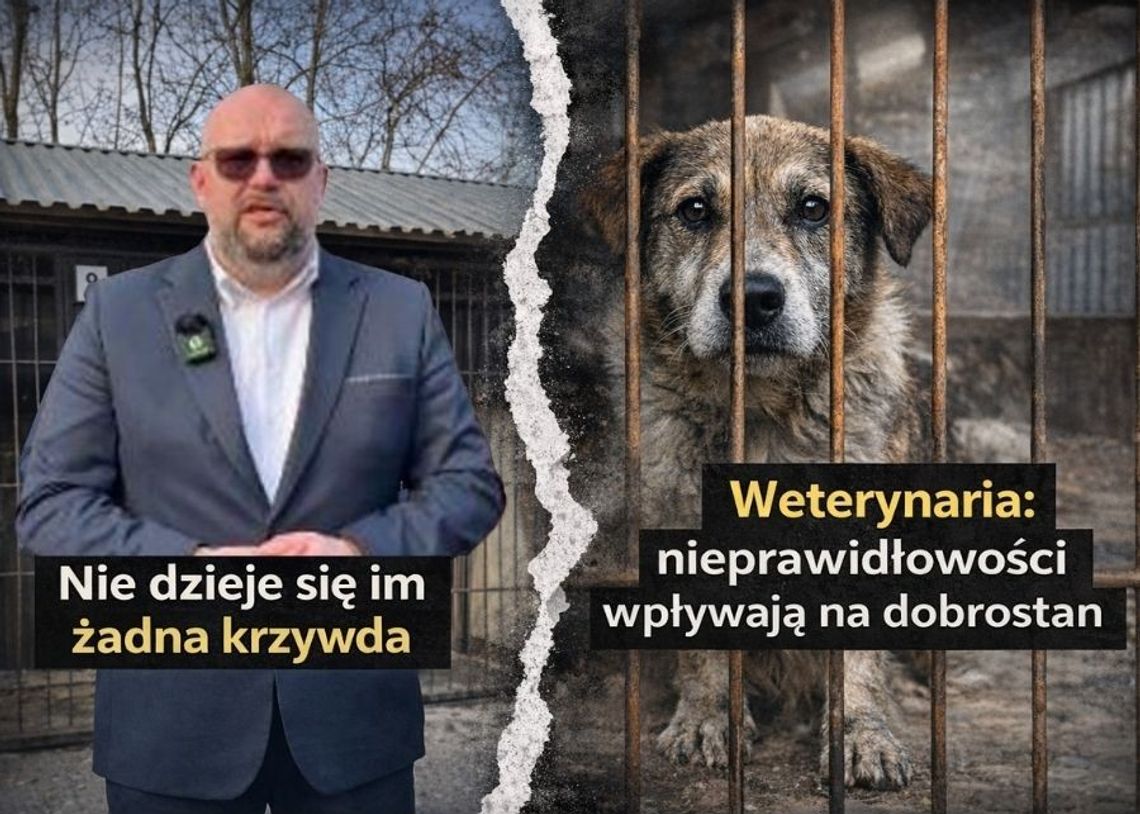 Spór o chełmskie schronisko. Mamy kolejne stanowisko weterynarii Stanowisko Powiatowego Lekarza Weterynarii stoi w sprzeczności z wcześniejszymi zapewnieniami władz miasta, które przekonywały, że uchybienia nie wpływały na sytuację zwierząt.