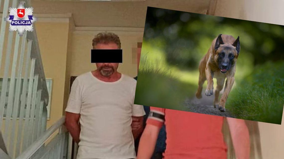Lubelskie. Straszna śmierć. Skazany za to, że owczarki belgijskie zagryzły rowerzystę