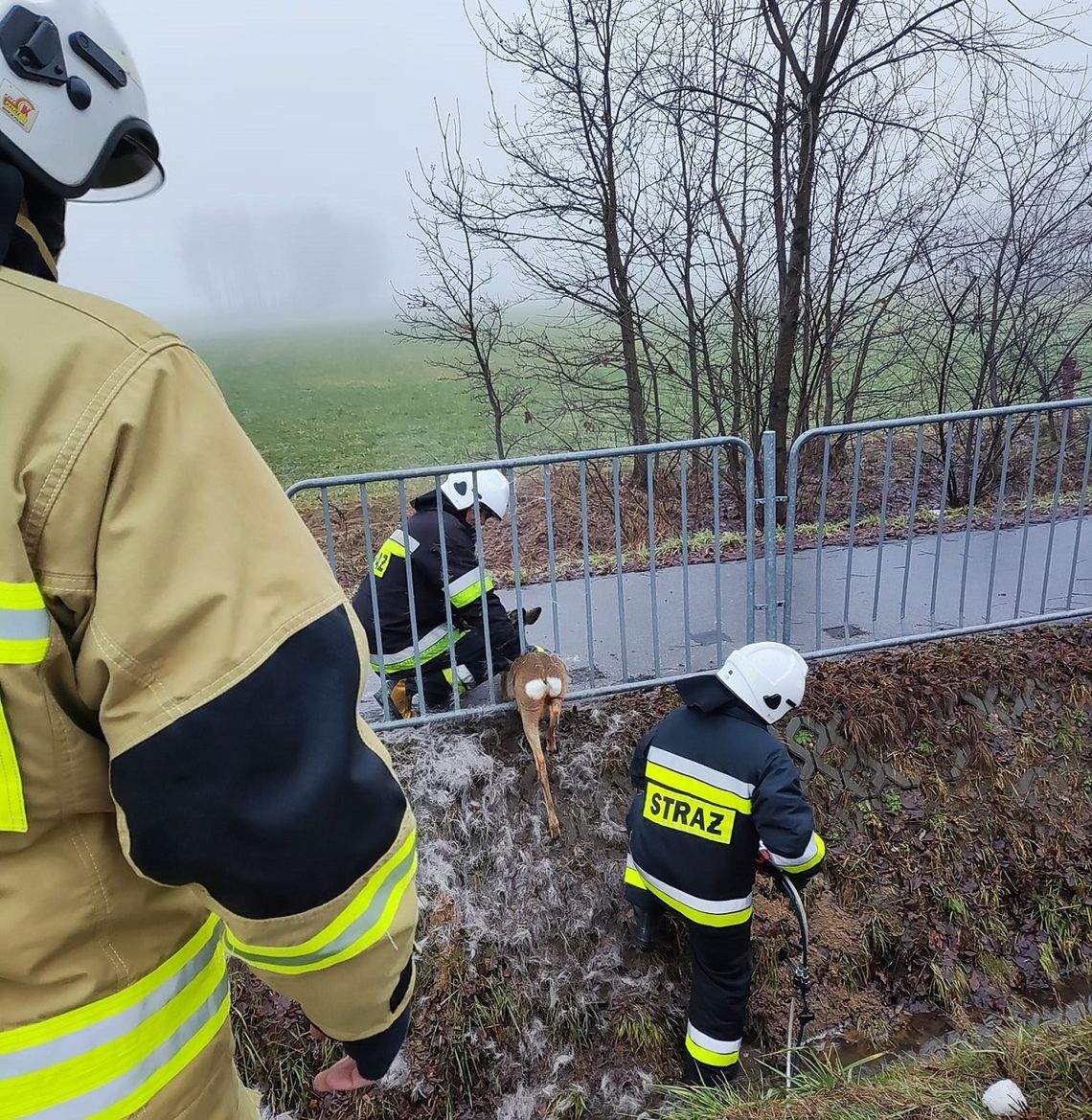 Strażacy ratowali sarnę i psa, pomagali też załodze karetki pogotowia w transporcie nieprzytomnego