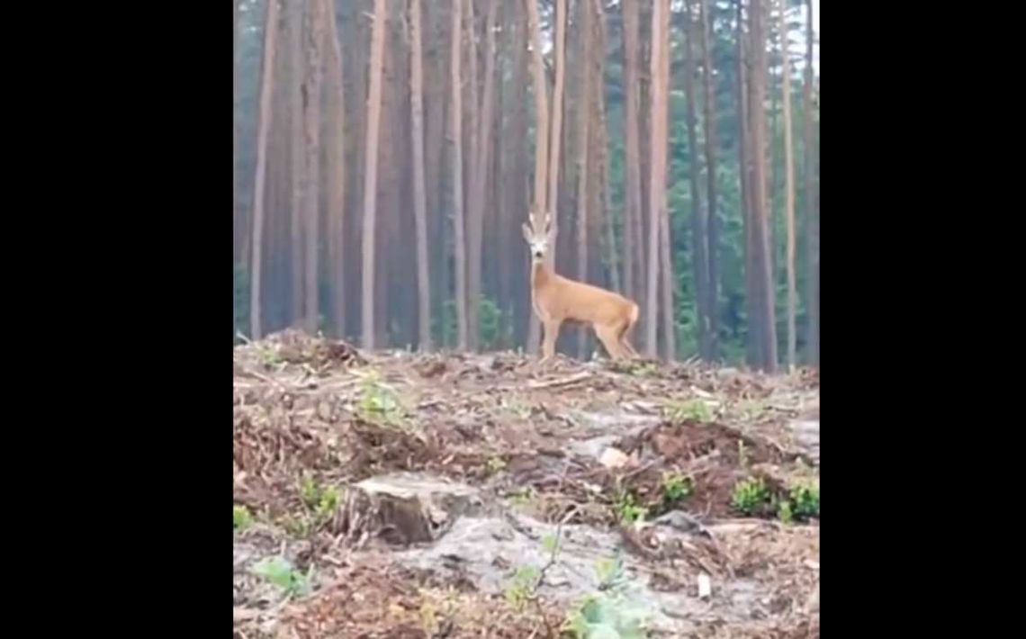 Szczekająca sarna z Nadleśnictwa Sobibór [FILM]