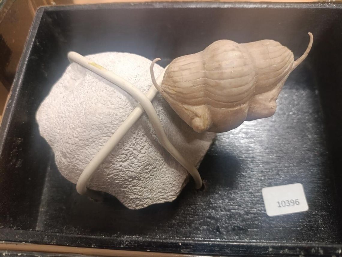 Próbował przemycić skamieniałości najstarszych organizmów zwierzęcych na Ziemi [ZDJĘCIA]