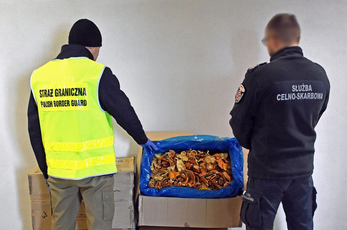 Toksyczna przesyłka w ciężarówce. 34 kg suszonych muchomorów przechwycili w Dorohusku celnicy