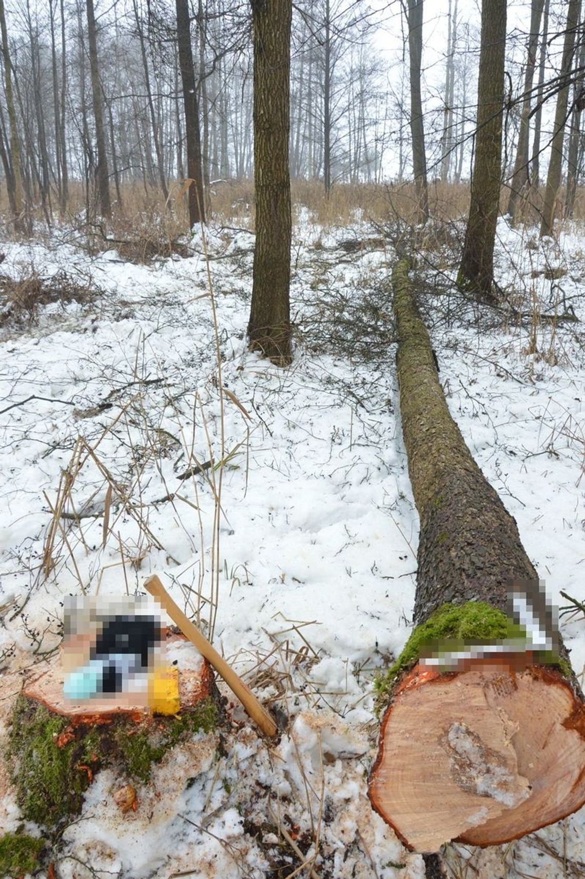 Tragedia w lesie. Nie żyje 66-letni mężczyzna Tragedia w lesie. Nie żyje 66-letni mężczyzna