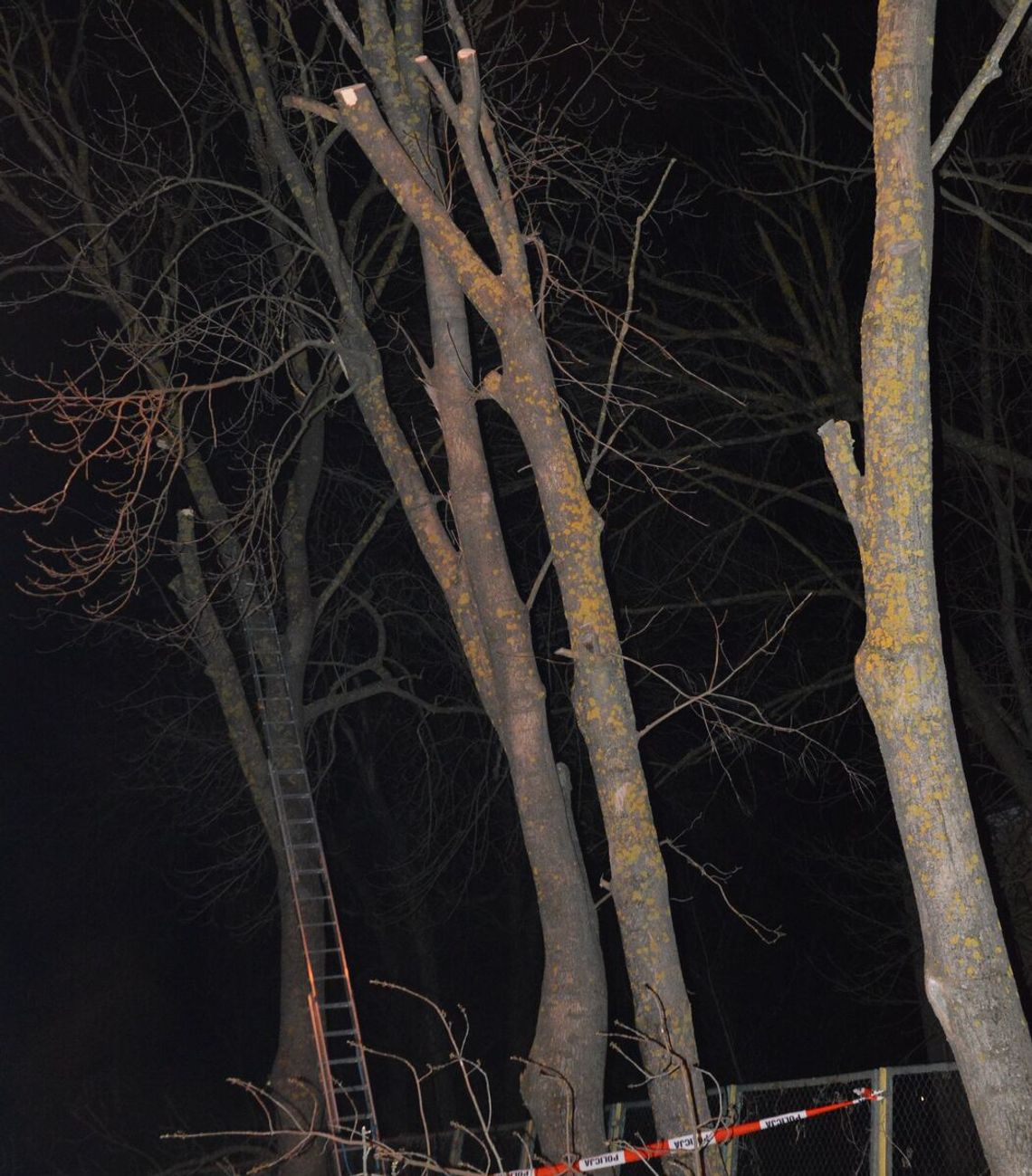 Tragiczny wypadek w Rejowcu Fabrycznym. 43-latek zginął podczas przycinania drzew