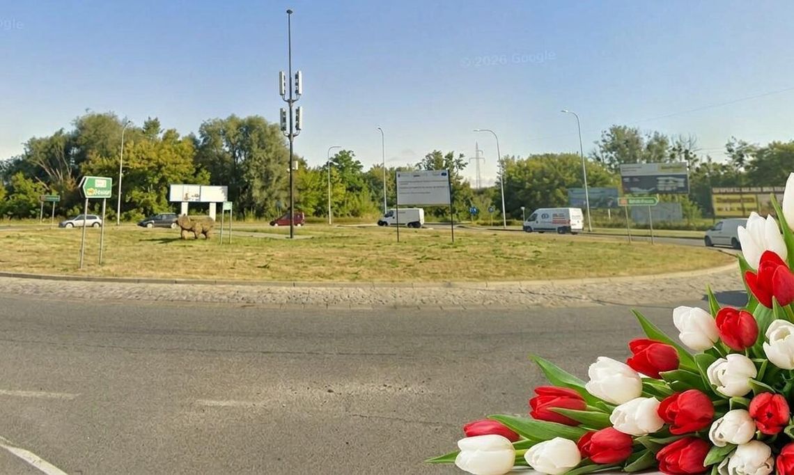 Tysiące tulipanów i nowe krzewy. Rondo ZWiN w Chełmie zmieni swoje oblicze