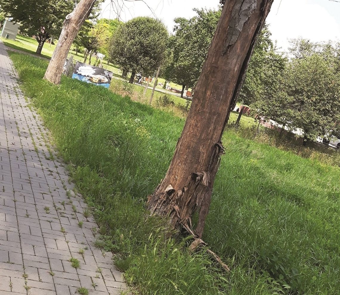 Urzędnicze młyny mielą powoli Urzędnicze młyny mielą powoli