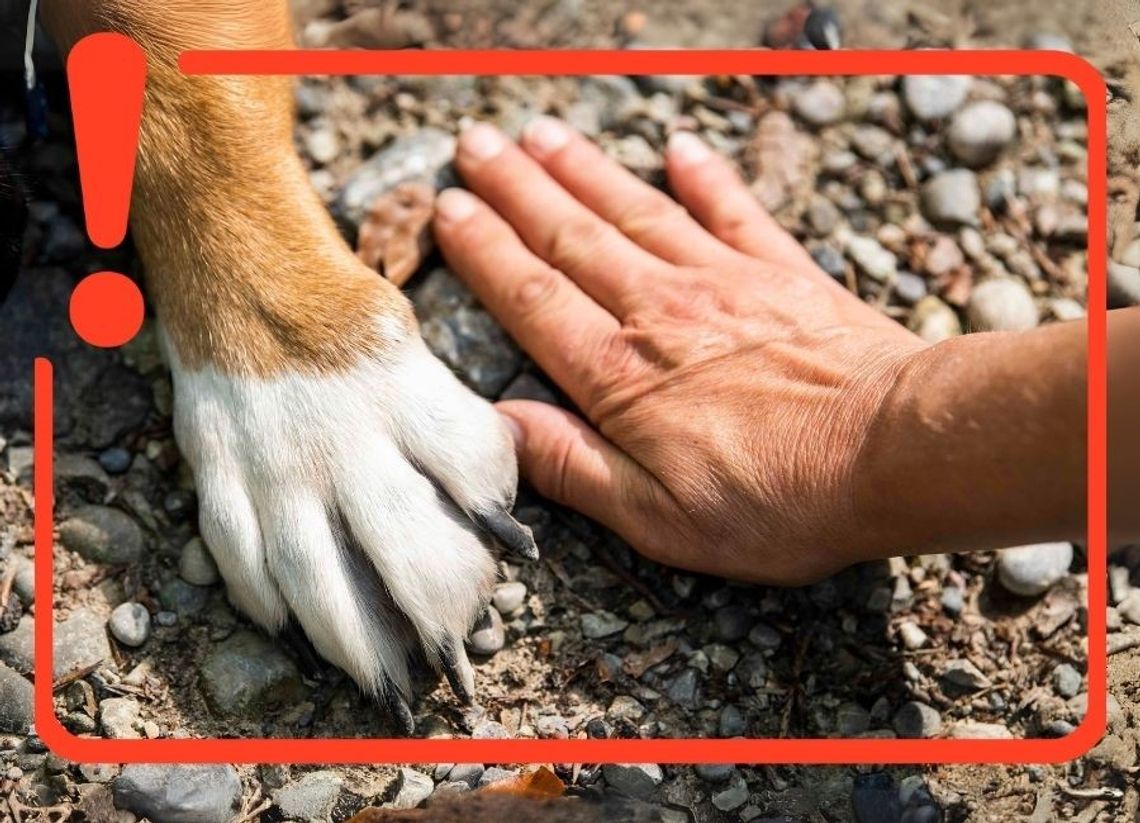 Uwaga na poparzone łapy! Psy cierpią w upały