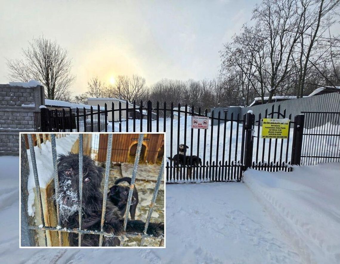 W Chełmie niespełna 350 tys. zł, w Zamościu ponad 900. Tak samorządy finansują schroniska