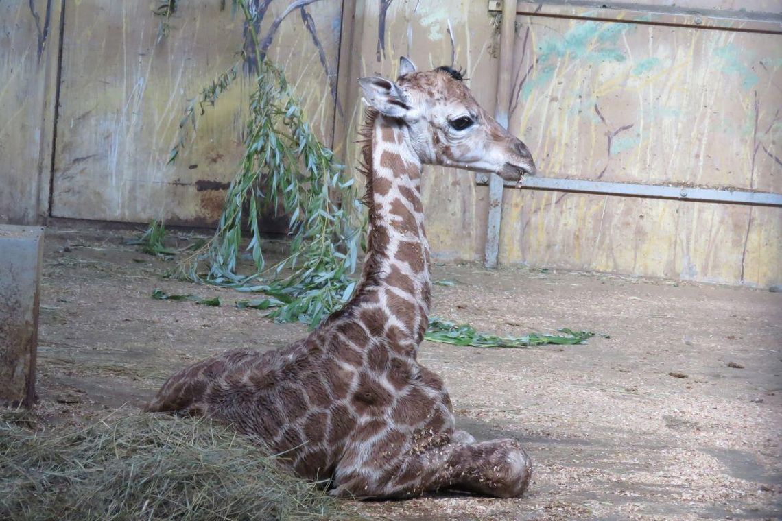 W zamojskim zoo na świat przyszła żyrafa! Maluch ma 1,70 m i waży 70 kg [ZDJĘCIA]