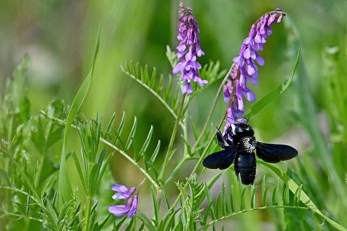 W Zamościu zaobserwowano ściśle chronioną czarną pszczołę! To prawdziwy cud, mówią ludzie