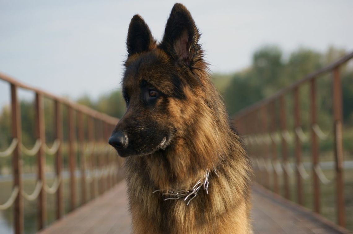 Weterynarz uśpił przez pomyłkę zdrowego psa. Poradził kupić sobie nowego Weterynarz uśpił przez pomyłkę zdrowego psa. Poradził kupić sobie nowego