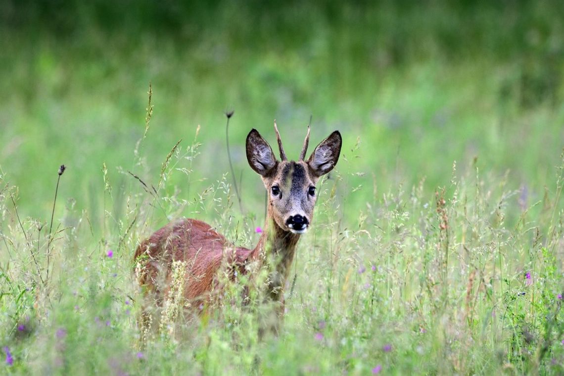 Widzisz leżącą w trawie małą sarenkę? Nie dotykaj