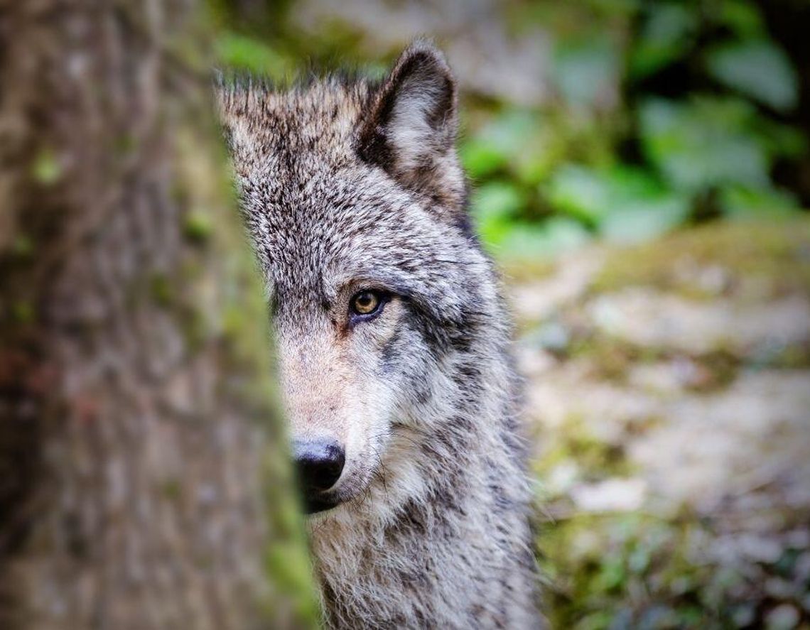 Wilki coraz bliżej ludzi. Pojawiły się ostrzeżenia Wilki coraz bliżej ludzi. Pojawiły się ostrzeżenia