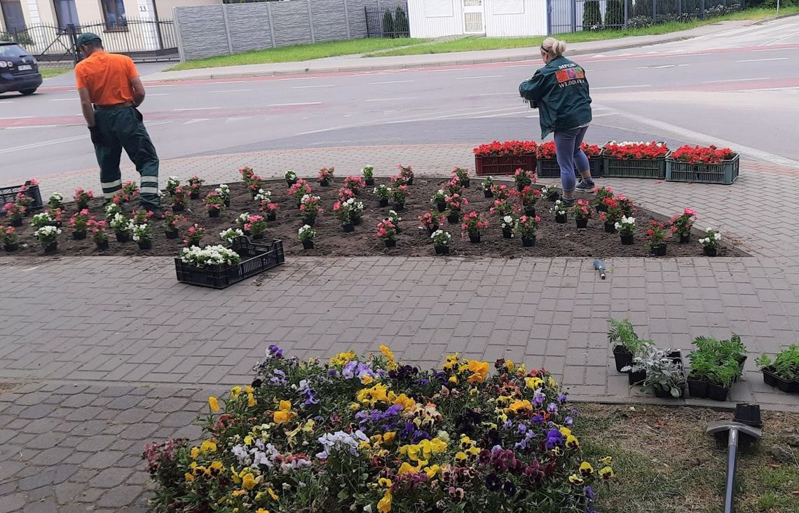 Włodawa zakwitła. Pełno bratków w całym mieście