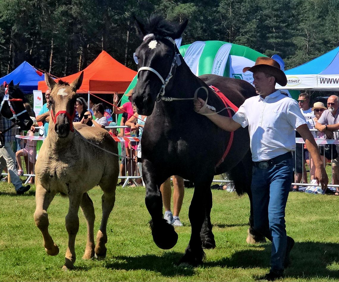 Wojewódzka Wystawa Koni Zimnokrwistych w Tucznej przyciągnęła tłumy [GALERIA ZDJĘĆ, FILM, WYNIKI]