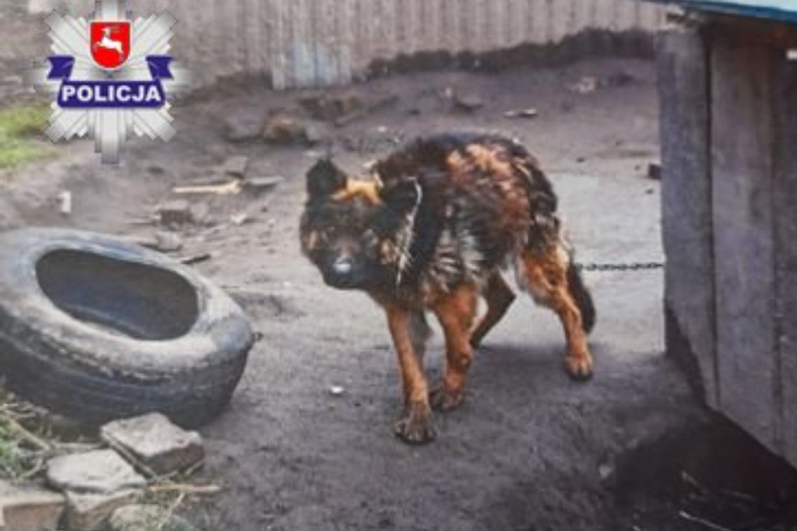 Wycieńczony pies odebrany właścicielowi - mężczyźnie grożą 3 lata więzienia