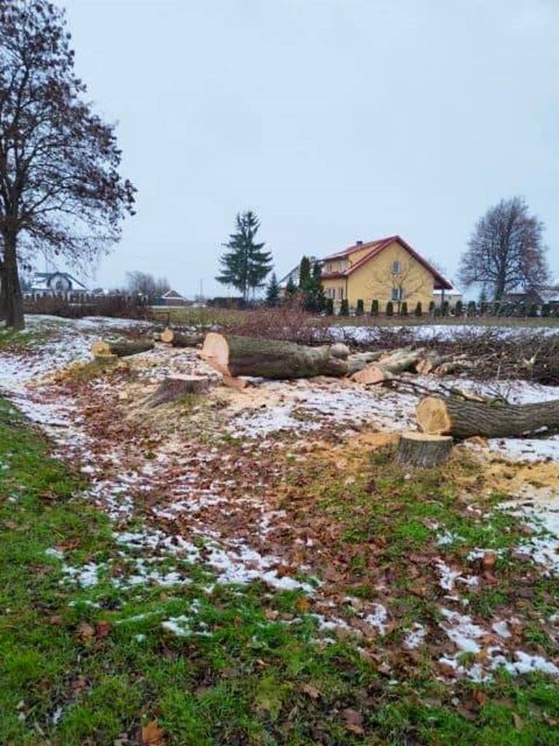 Wytną prawie 100 drzew. Gmina robi miejsce na oświetlenie