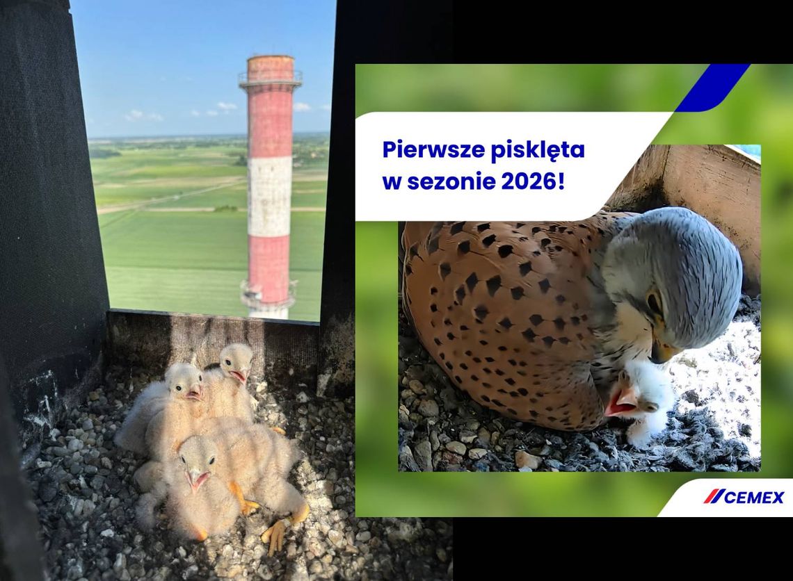 Zajrzyj do pustułek z zakładów Cemex. Tam niespodzianka - słodkie pisklaki [RELACJA NA ŻYWO!]