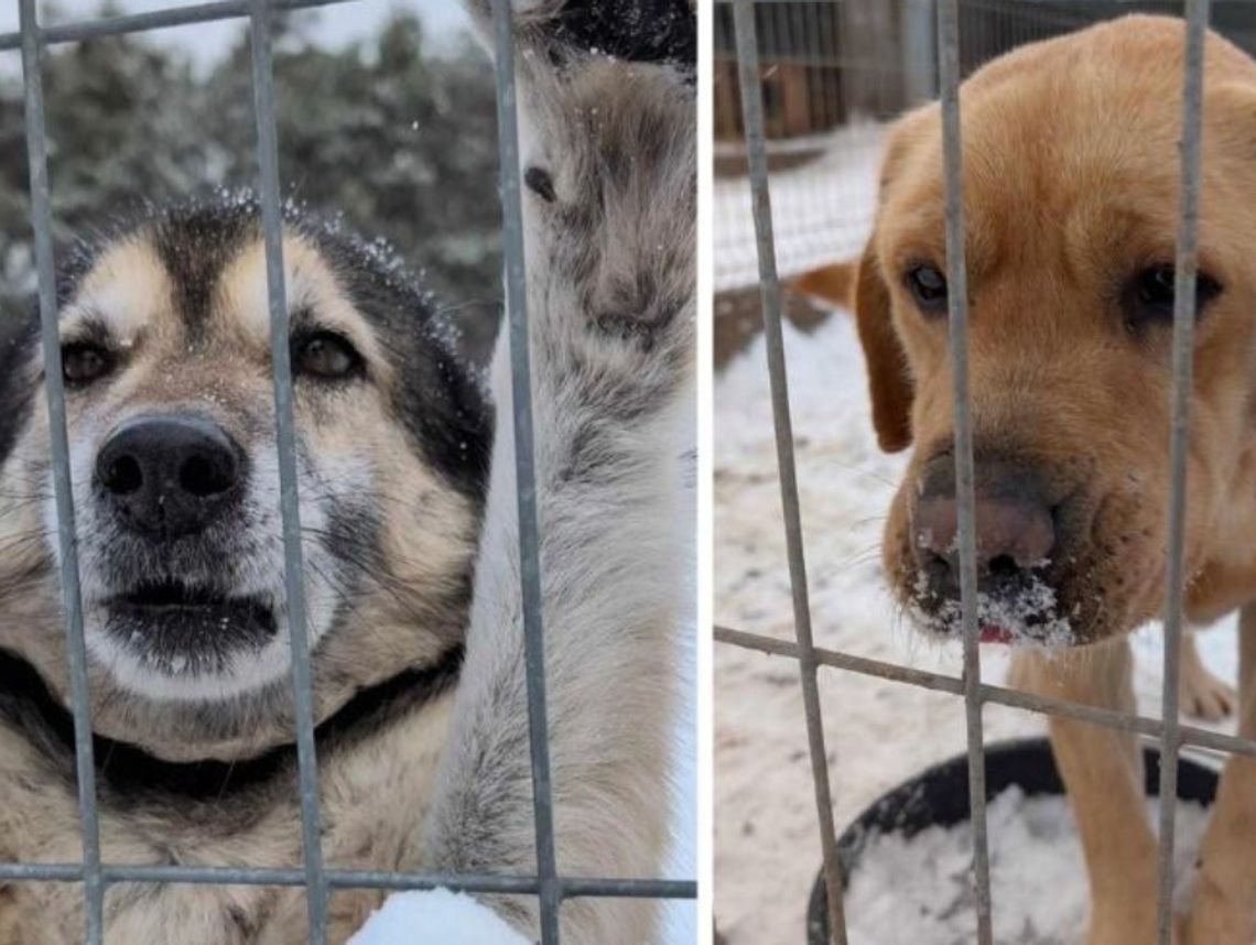 Zamarznięte zwierzęta, dramatyczne apele. Ta zima sprawdza naszą wrażliwość