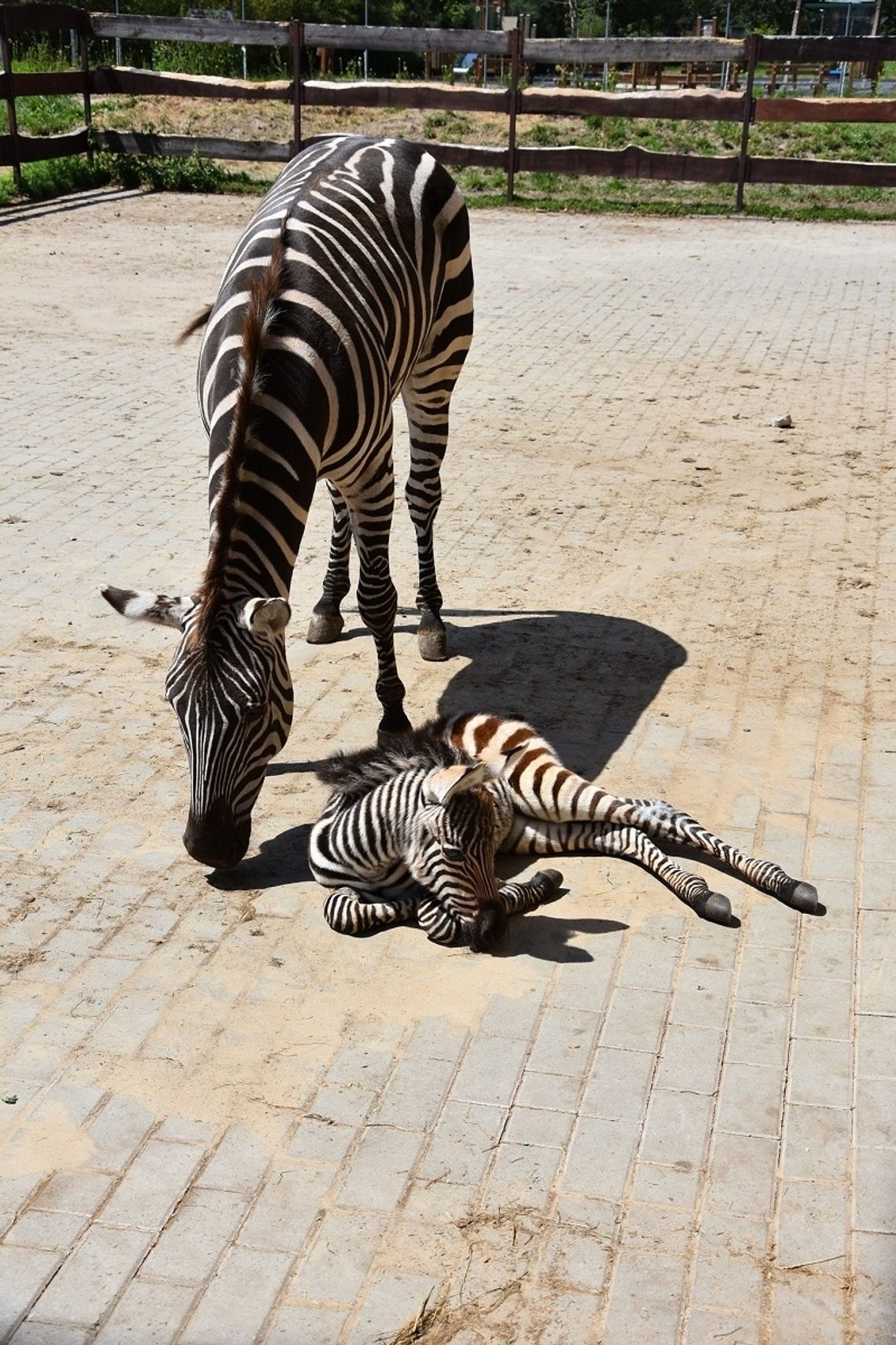 Zamość: Zebra urodziła się w zoo! Jeszcze nie ma imienia