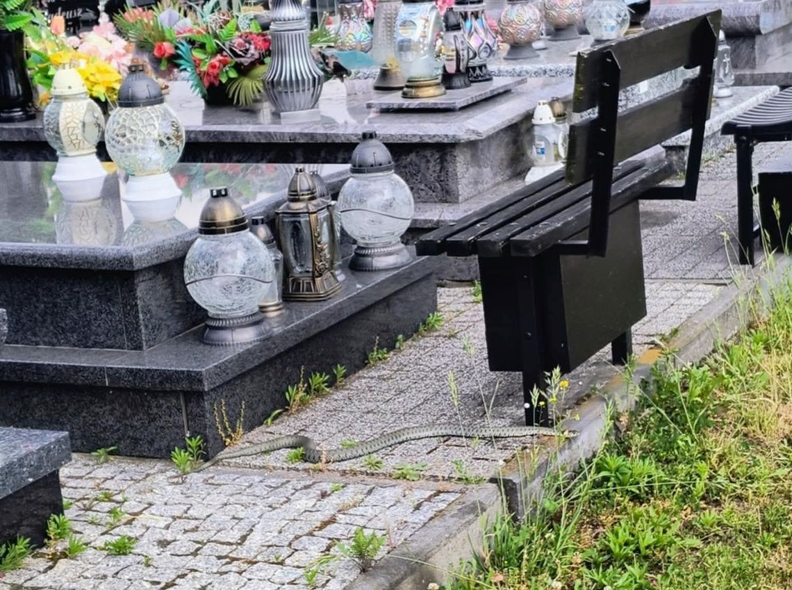 Zaskrońce na Cmentarzu Komunalnym w Chełmie. Internauci alarmują, MPGK uspokaja