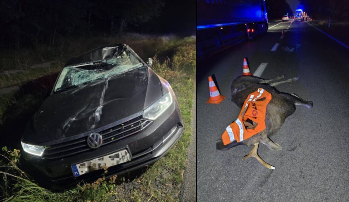 Zderzenie z łosiem w gminie Rejowiec. Kierowca trafił do szpitala