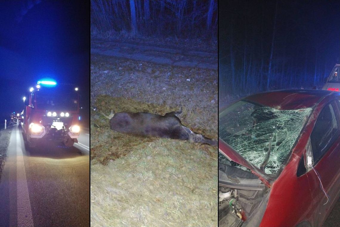 Zderzenie z łosiem w Łopienniku Nadrzecznym. Kierująca bez obrażeń, zwierzę nie przeżyło