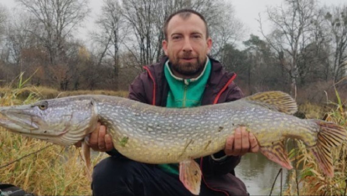 Zmagają się na wędki i łowią naprawdę pokaźne okazy