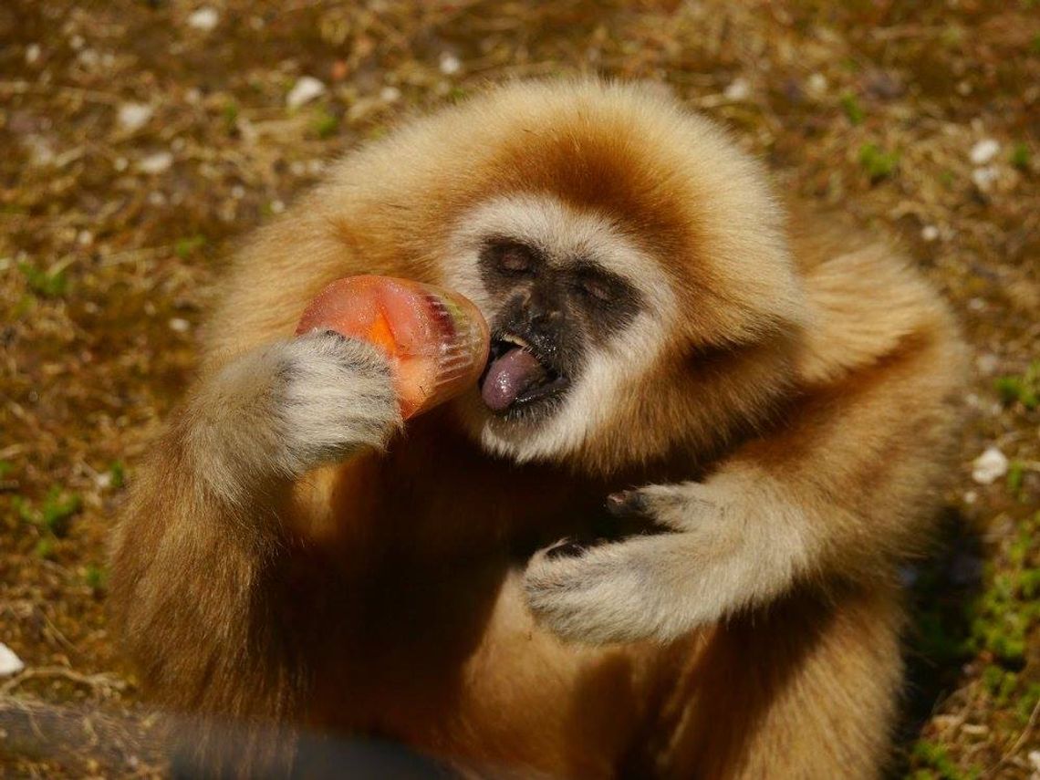 Zmienia się klimat i... zoo w Zamościu. Dla zwierząt, pracowników i zwiedzających