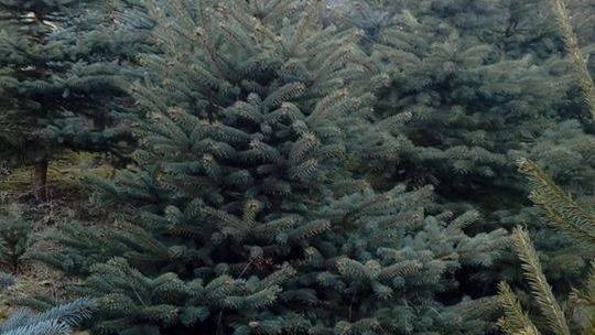 Choinki Świerk Zwykły Pospolity Oraz Srebrny Duży Wybór Choinki Świerk Zwykły Pospolity Oraz Srebrny Duży Wybór