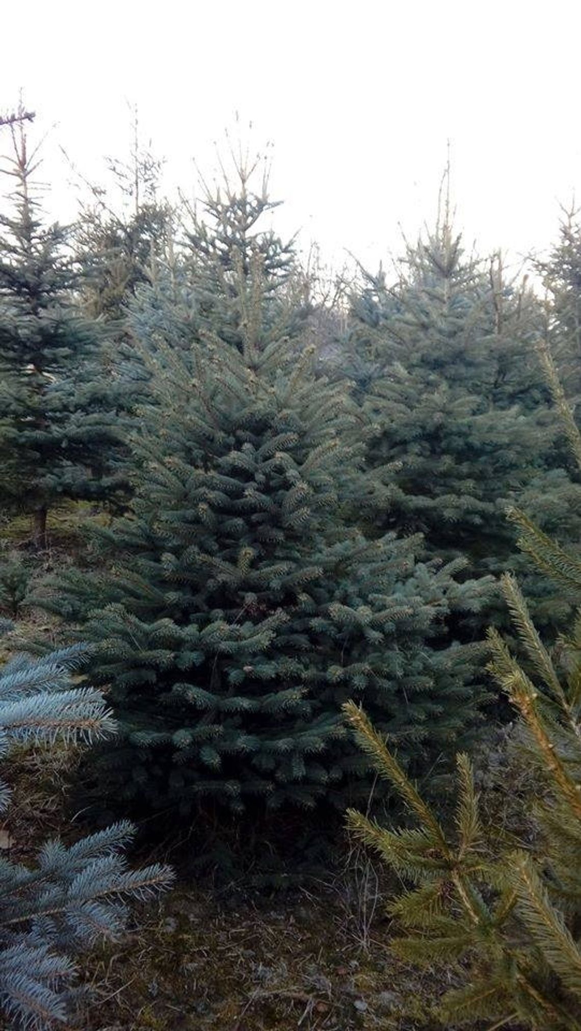 Choinki Świerk Zwykły Pospolity Oraz Srebrny Duży Wybór Choinki Świerk Zwykły Pospolity Oraz Srebrny Duży Wybór