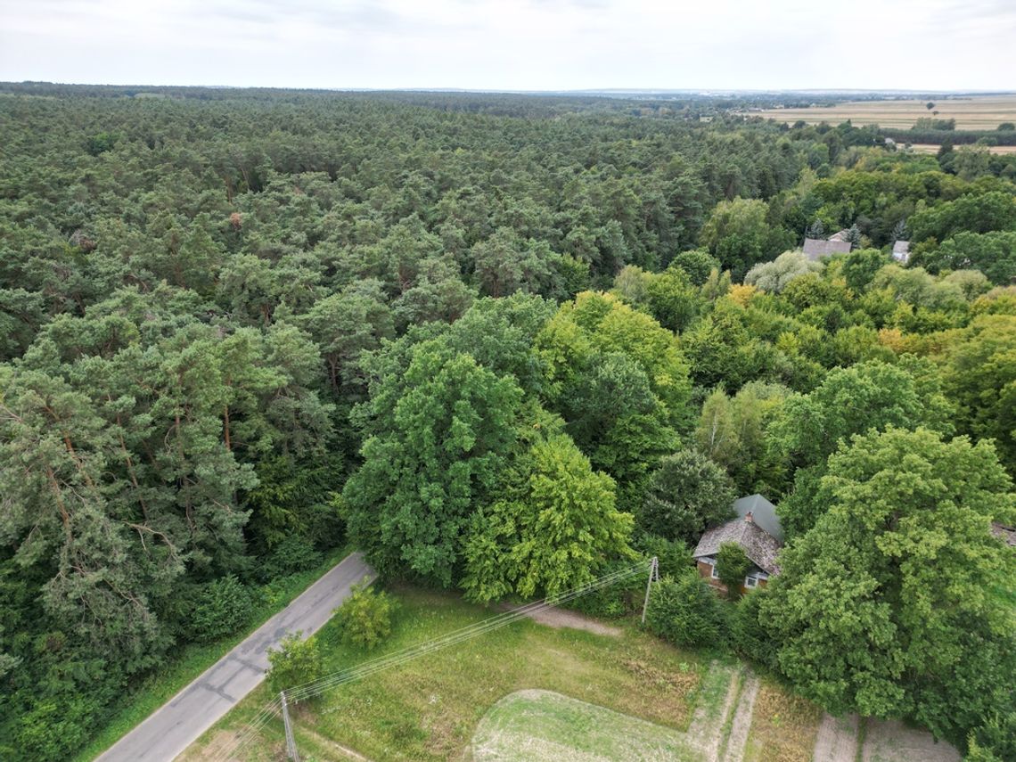 Siedlisko w otulinie drzew, bez sąsiadów- Stójło Siedlisko w otulinie drzew, bez sąsiadów- Stójło